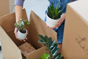 Packing Plants In A Moving Box